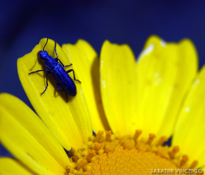 ultima tintarella del giorno