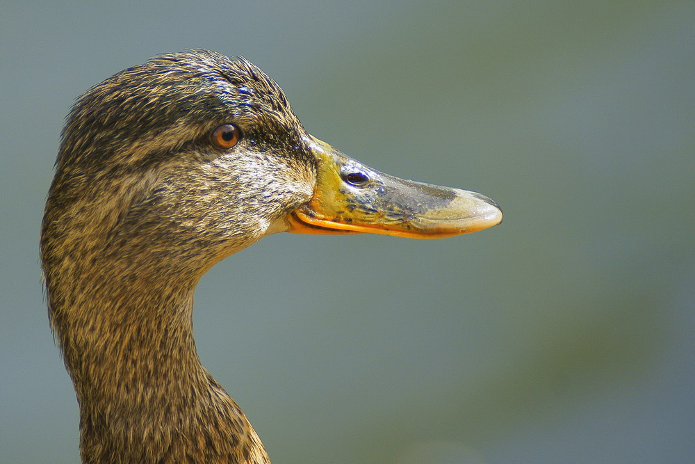 Ritratti di animali - Anatra