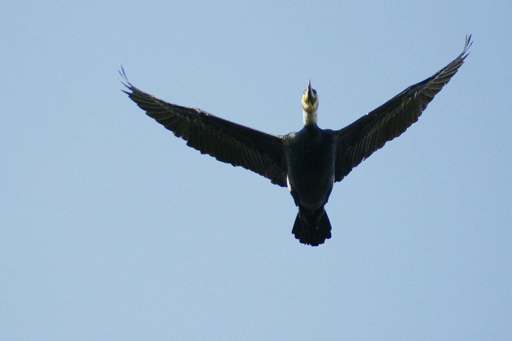 Cormorano in volo