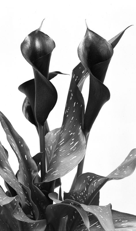 Black Calla