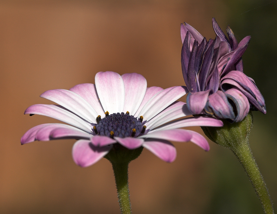 l'introverso e l'audace
