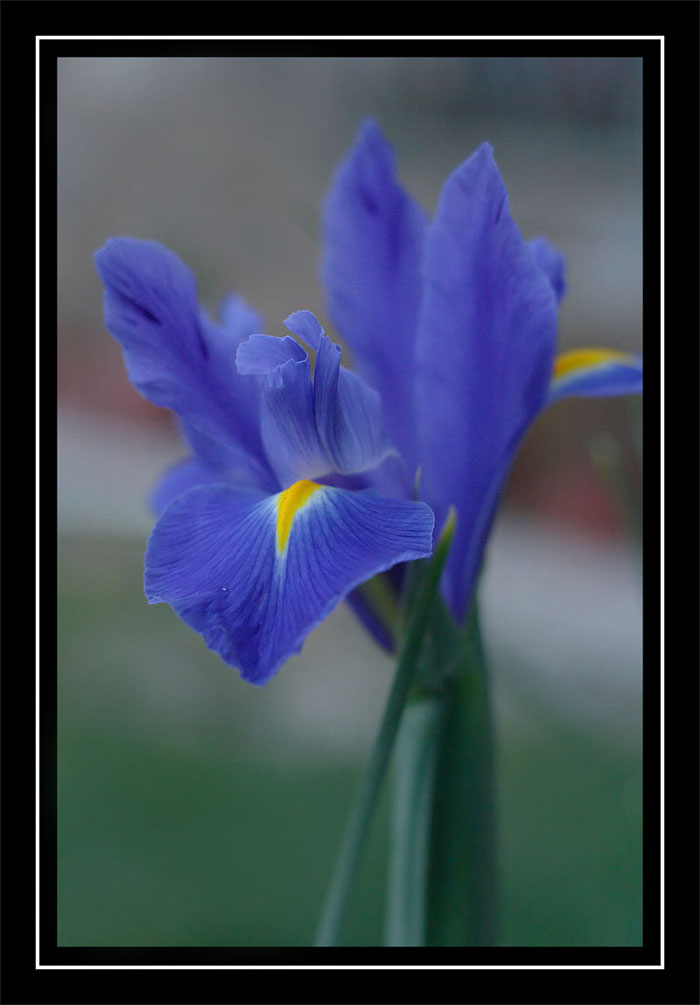 iris