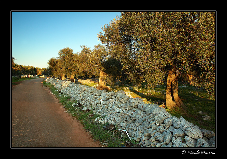 La strada degli ulivi
