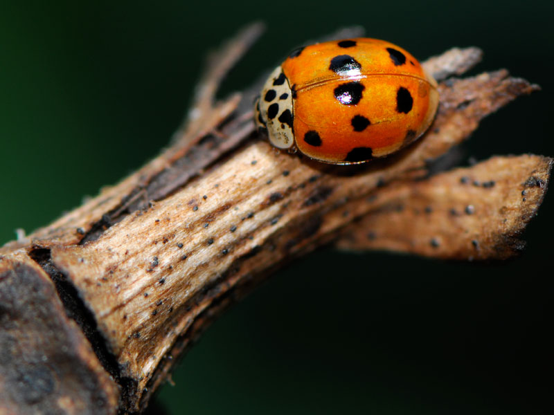 coccinella