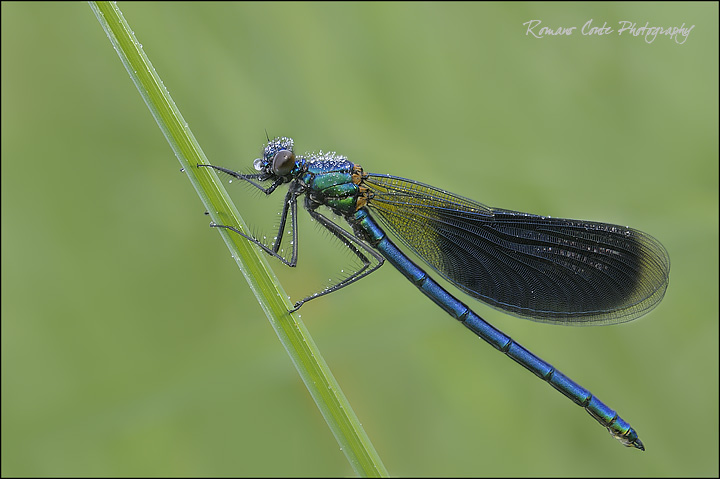 Inizio stagione macro