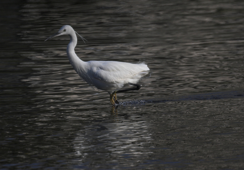 .-. provaMTO - Airone Guardabuoi