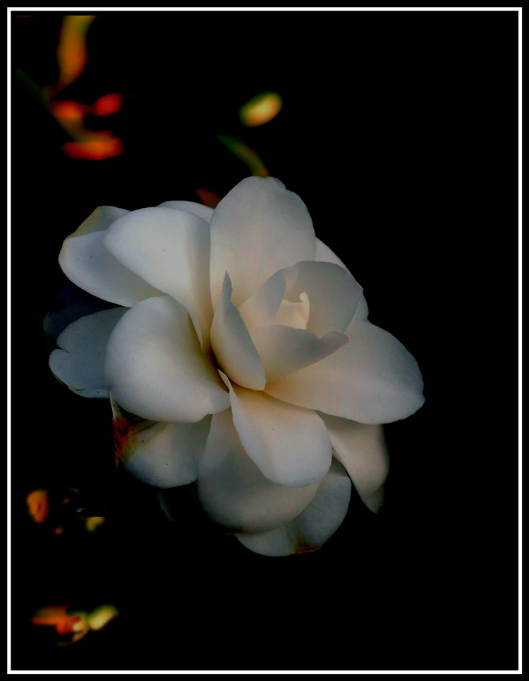 nell'ombra della sera