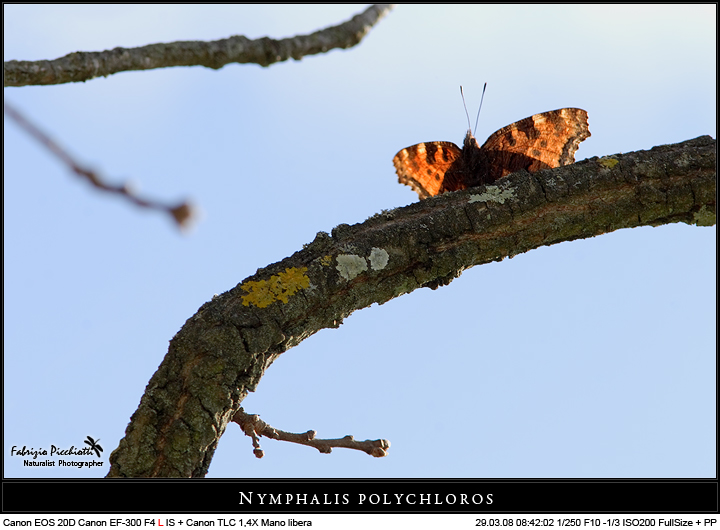 Scendi dalla finestra amore mio....!