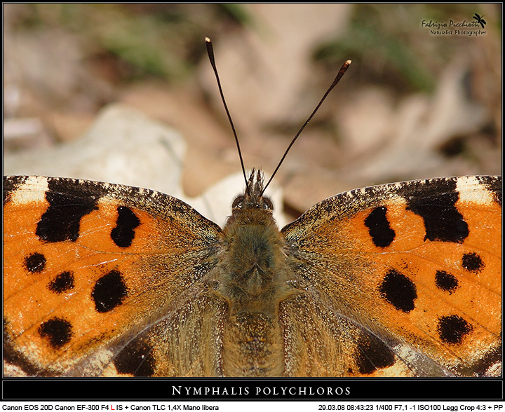 Nymphalide polychloros 3