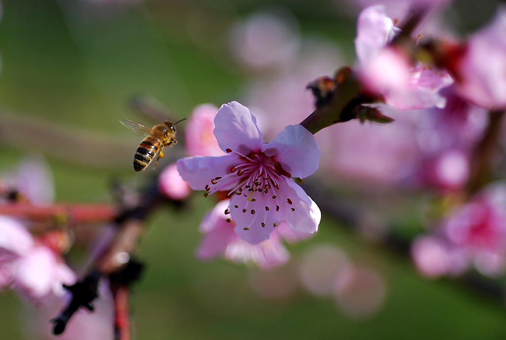 Ape su fiore di pesco