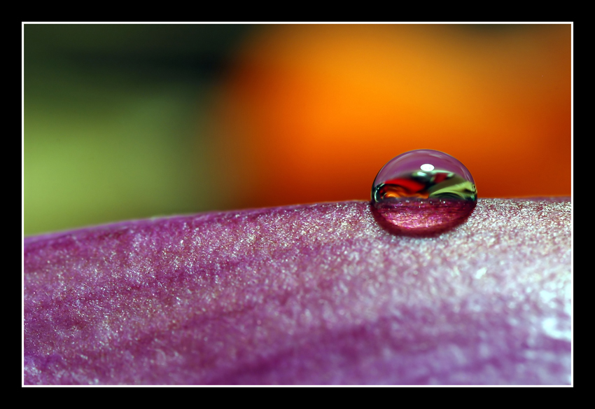Sul petalo di magnolia