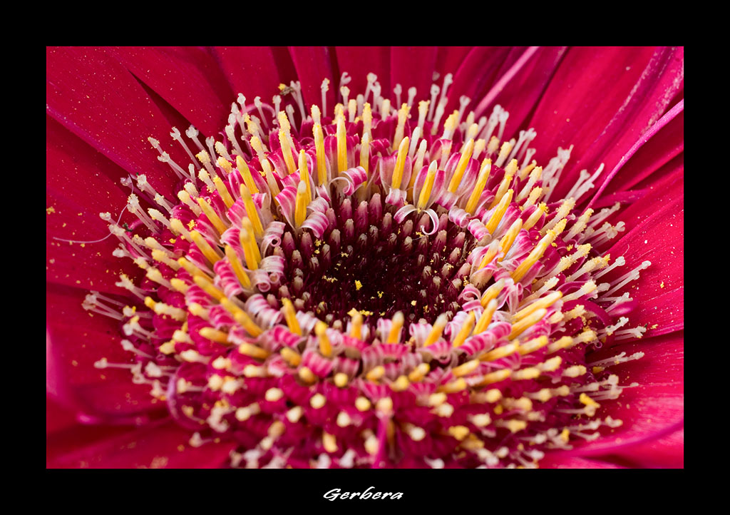 Gerbera