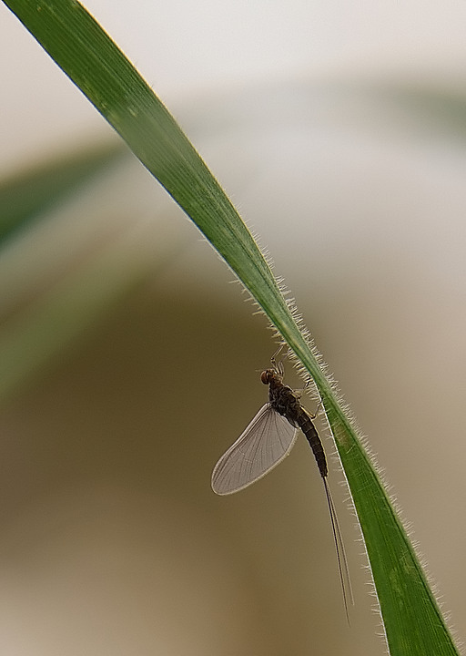 eleganza effimera - 2