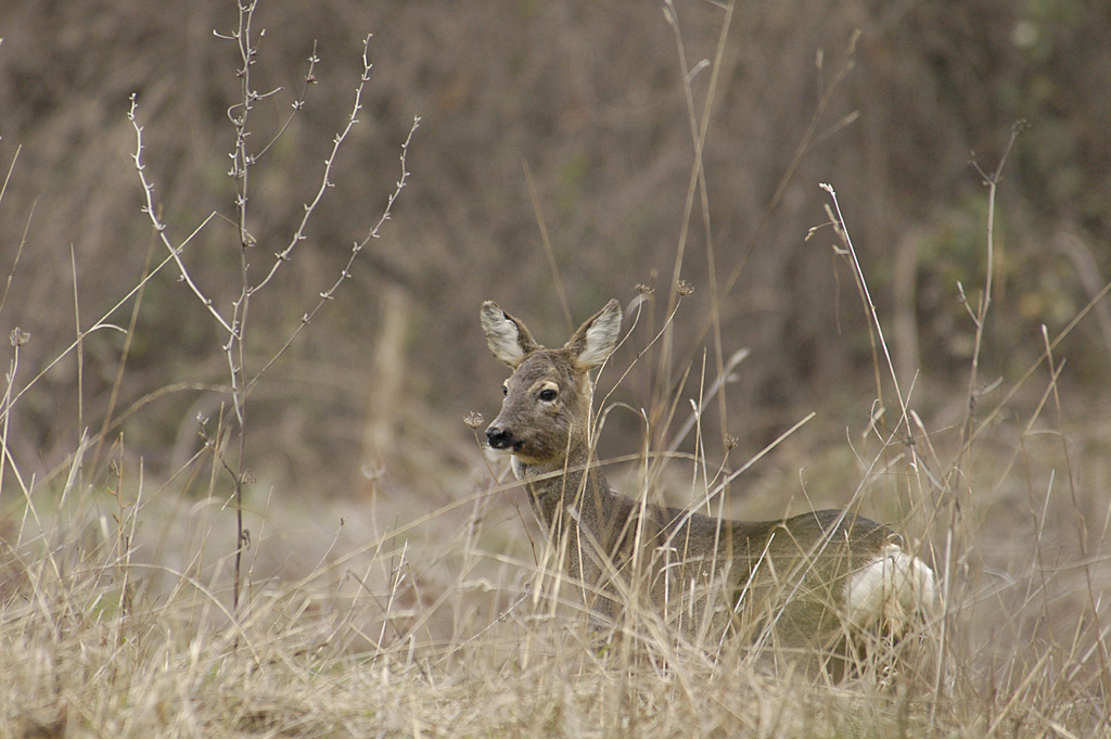 Una femmina che aspetta... che me ne vada io