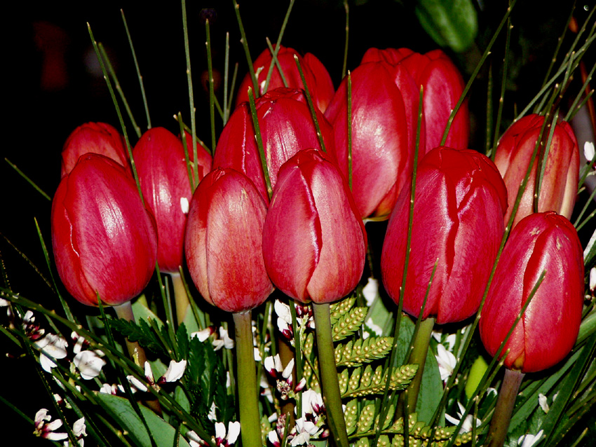 Tulipani