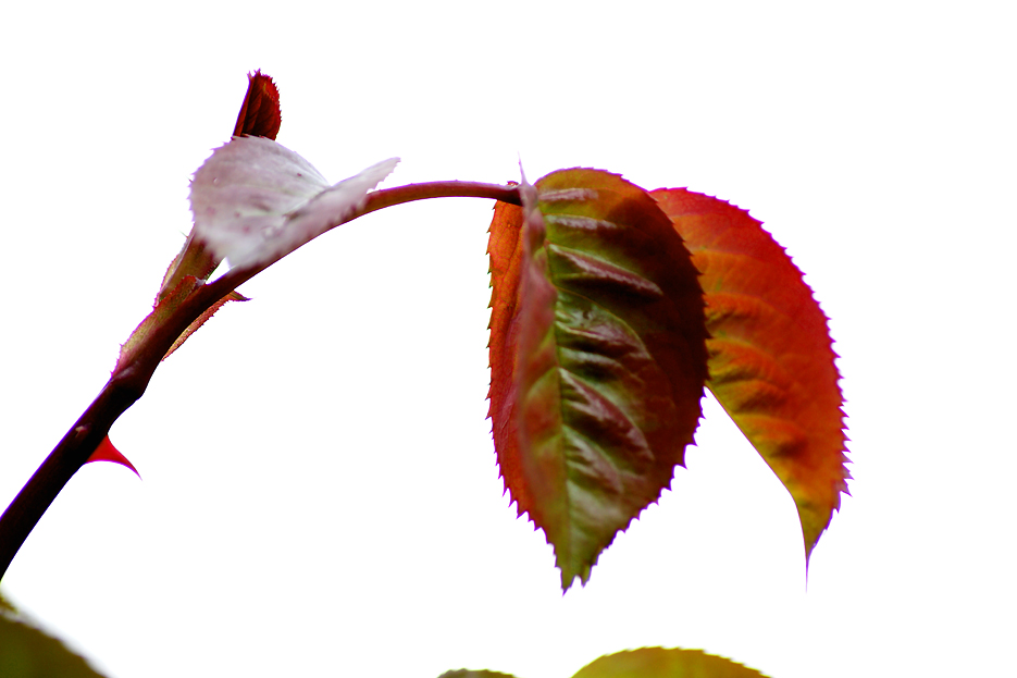 Colori della natura.....