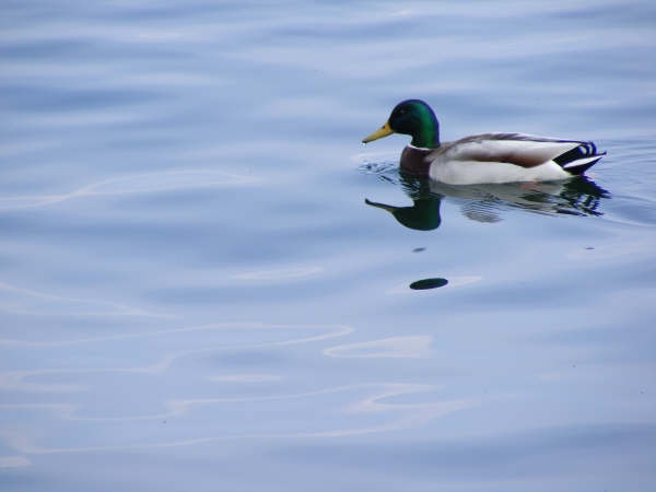 baveno e la sua natura..