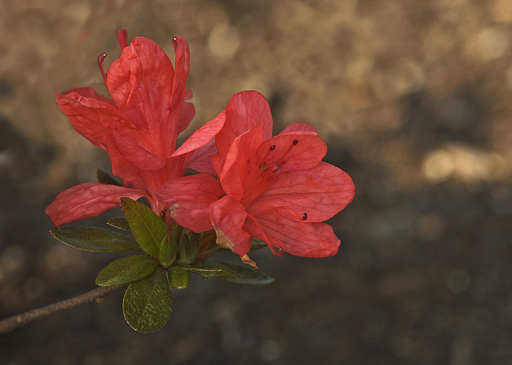 Azalea