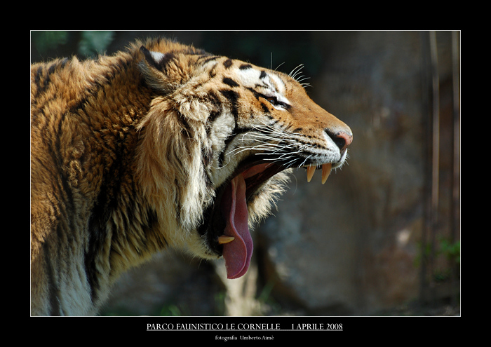 Tigre