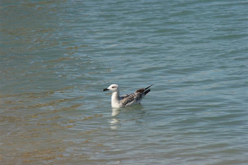 gabbiano in acqua