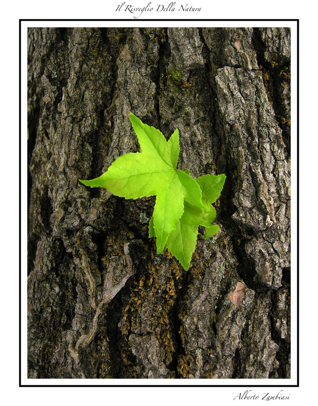 Il risveglio della natura