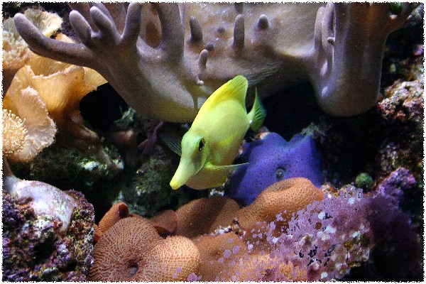 angolo di natura in casa