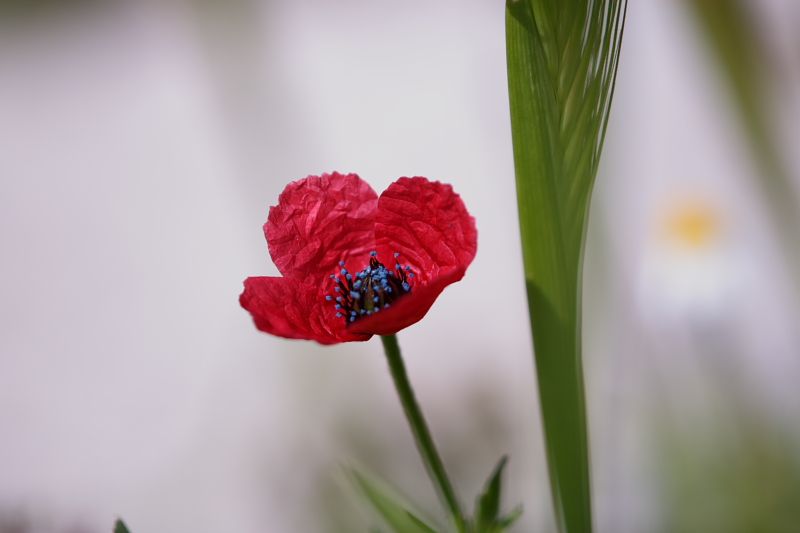 colori di primavera e arricciatura