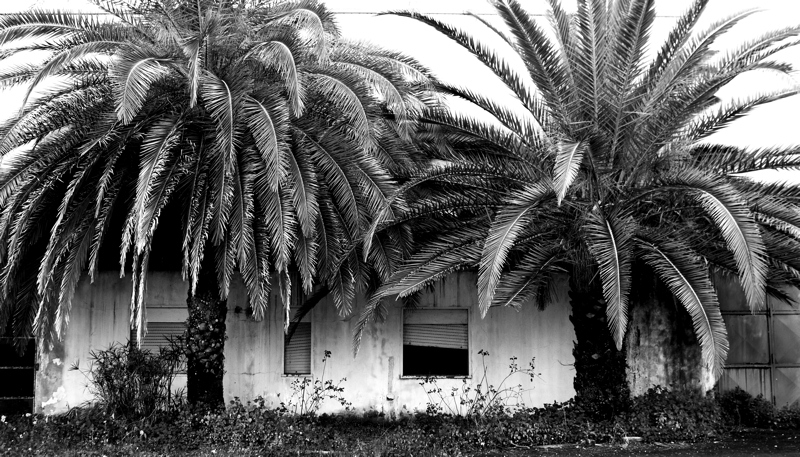 L'abbandono (azienda vinicola abbandonata)