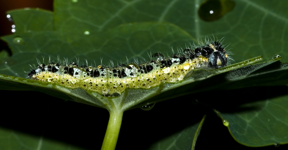 Doccia sulla foglia....