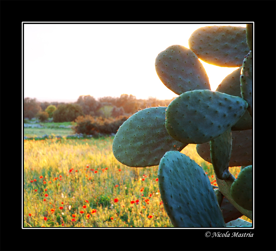 Irraggiamento Primaverile