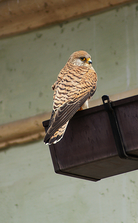 Falco Grillaio a Matera