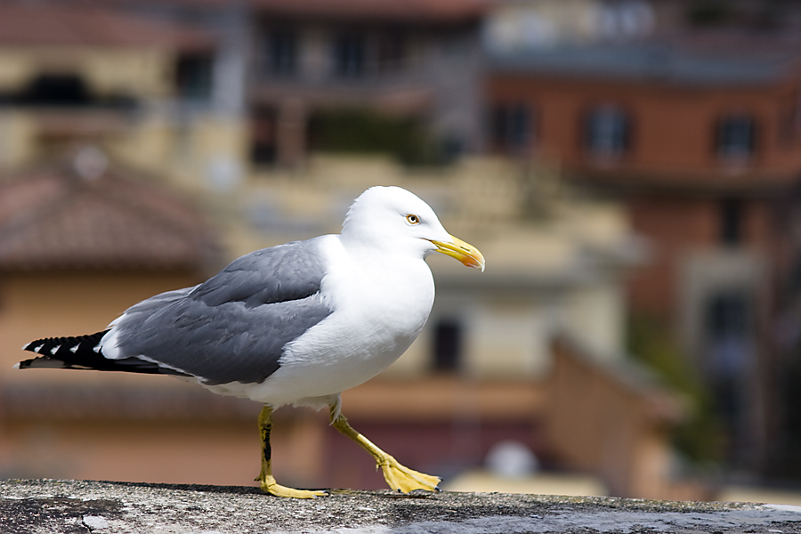 gabbiano a passo d'oca?