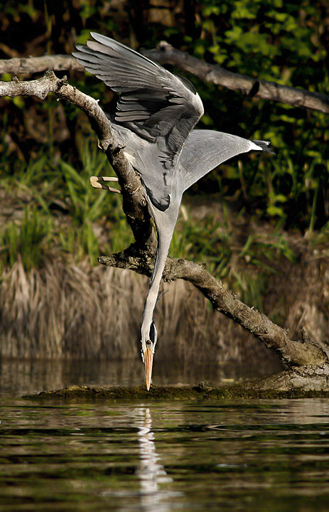 Renzo-Cenerino acrobatra