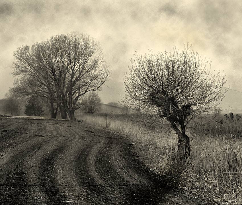 Risveglio Primaverile