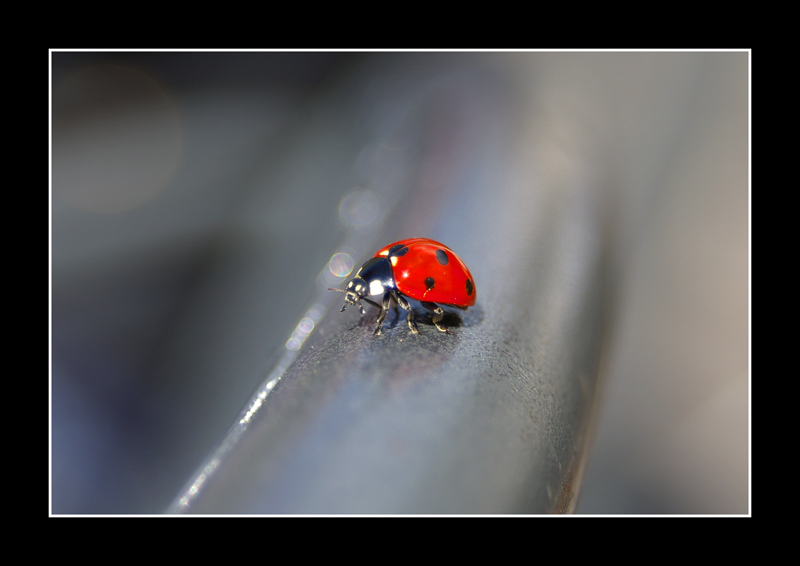 Coccinella!