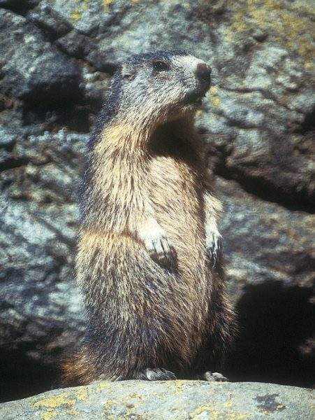 MARMOTTA ALL'ERTA