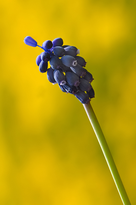 Il pentolino nel giallo
