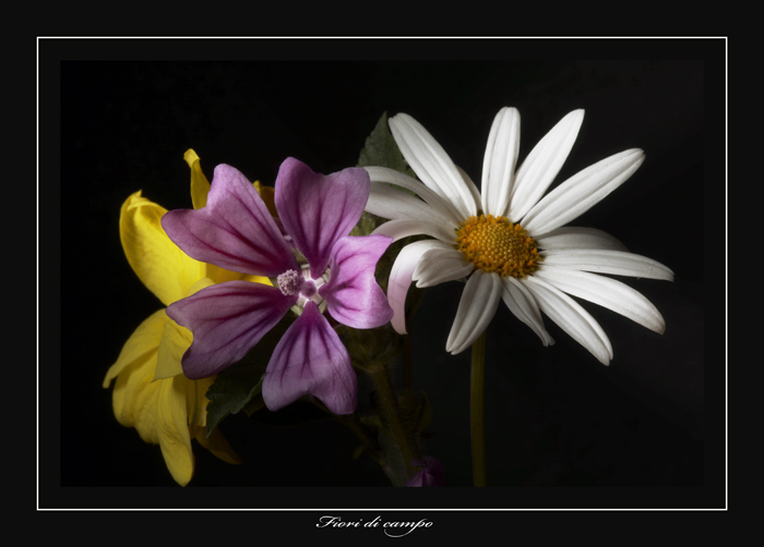 Fiori di Campo