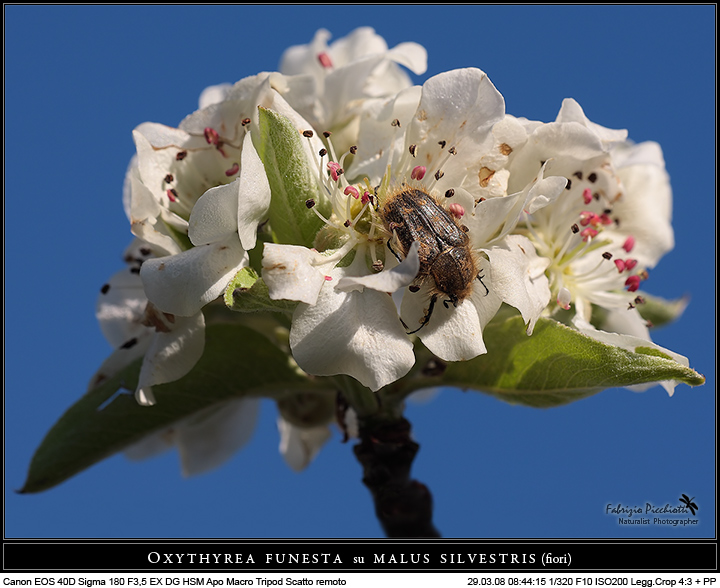 Oxythyrea funesta su malus sivestris I