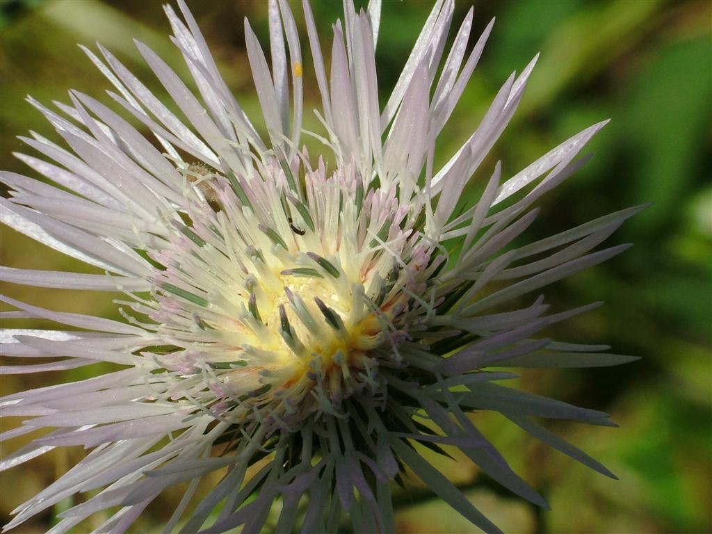 macro con raynox dcr-250 e fuji s5000