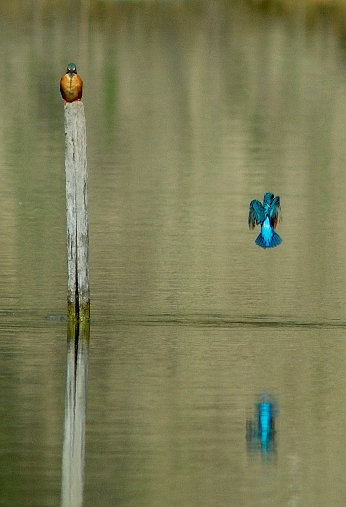 Corteggiamento del martino