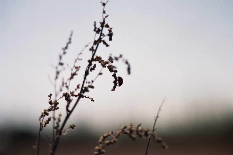 coccinella controluce
