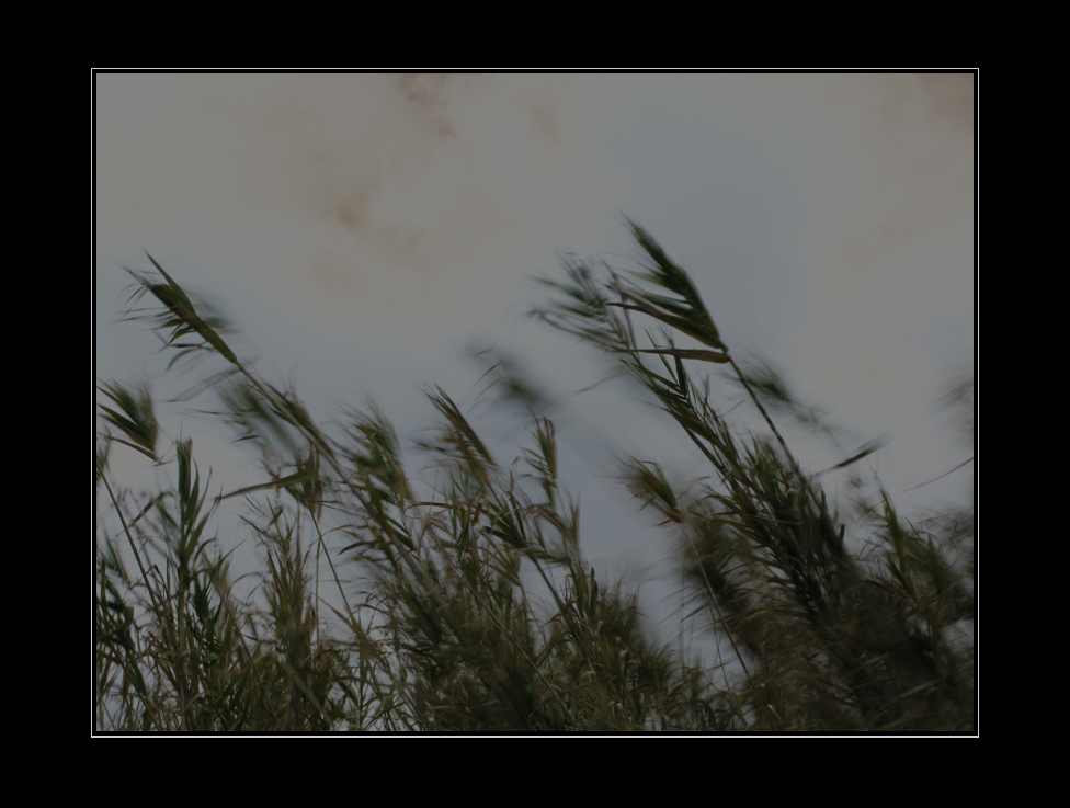 come fuscelli al vento