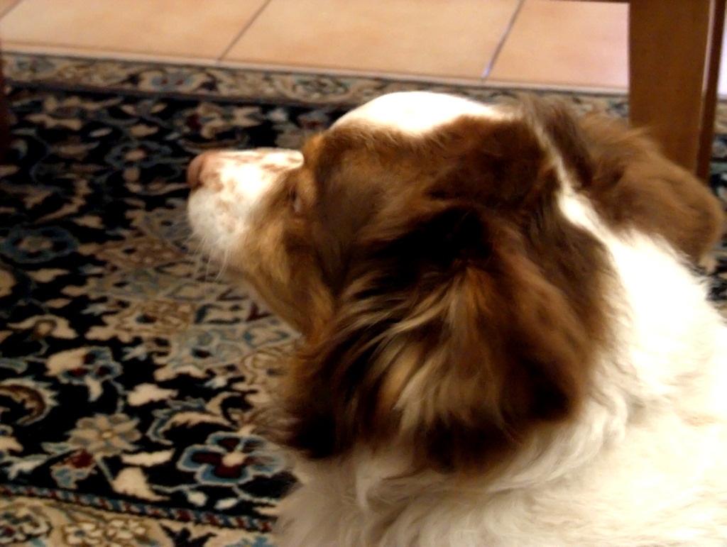 Lillo aspettando il padrone...