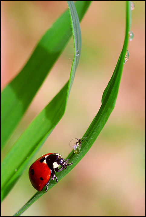 Coccinella affamata
