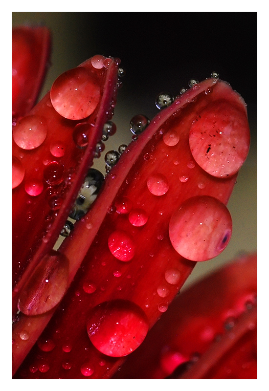 petali dopo la pioggia