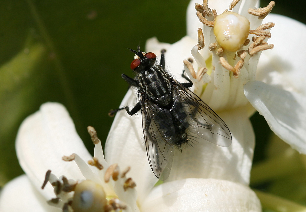 LA MOSCA E LA ZAGARA