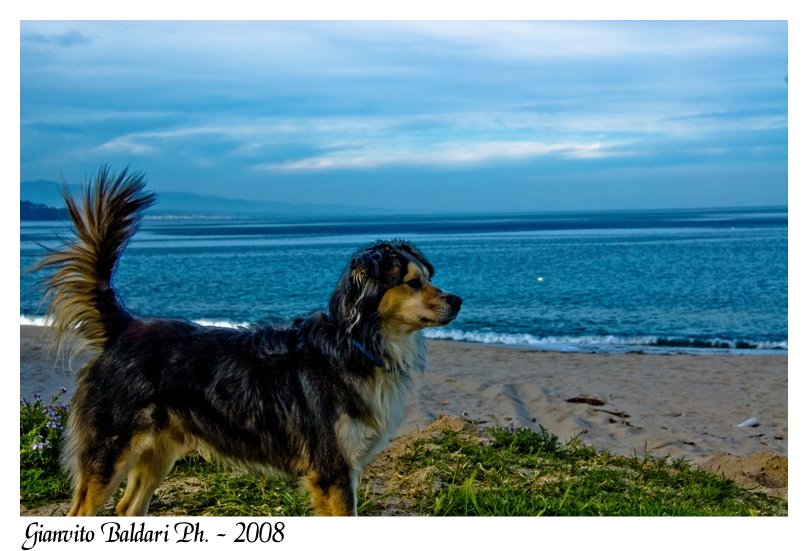 The sea and the dog