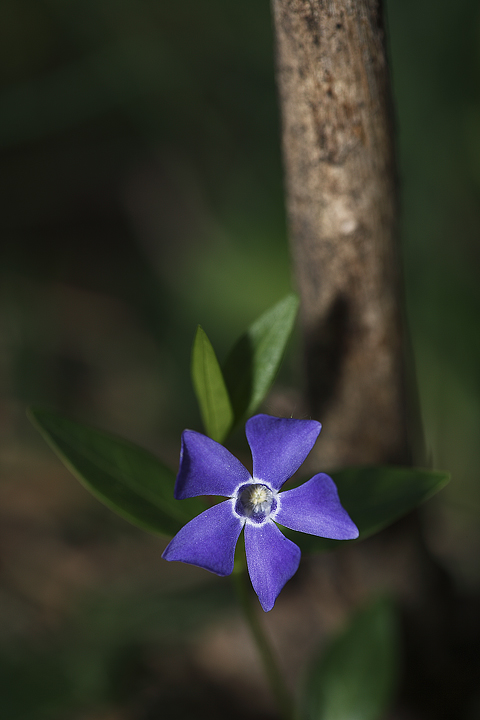 Pervinca