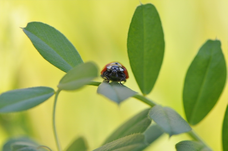 coccinella